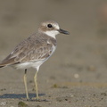 Greater Sand Plover-140923-118EOS1D-FY1X5612-W.jpg