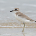 Greater Sand Plover-160822-103EOS1D-F1X27320-W.jpg