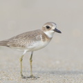 Greater Sand Plover-160919-104EOS1D-F1X24640-W.jpg