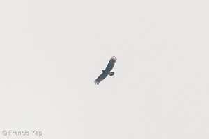 Greater Spotted Eagle-191103-102MSDCF-FYP07693-W.jpg