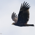 Greater Spotted Eagle-221109-159MSDCF-FYP03233-W.jpg