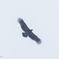 Greater Spotted Eagle-231110-210MSDCF-FYP00588-W.jpg