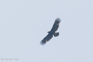 Greater Spotted Eagle-241031-249MSDCF-FYP06936-W.jpg