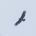 Greater Spotted Eagle-241031-249MSDCF-FYP06936-W.jpg