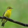 Green-backed Flycatcher-220121-137MSDCF-FRY02405-W.jpg