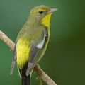 Green-backed Flycatcher-220202-138MSDCF-FRY06773-W.jpg