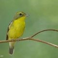 Green-backed Flycatcher-220202-138MSDCF-FRY08001-W.jpg