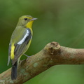 Green-backed Flycatcher-220202-138MSDCF-FRY09310-W.jpg
