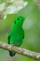 Green Broadbill-210630-115MSDCF-FRY03512-W.jpg
