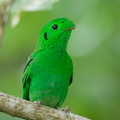Green Broadbill-210630-115MSDCF-FRY03512-W.jpg