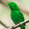 Green Broadbill-210630-115MSDCF-FRY03839-W.jpg