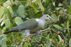 Green Imperial Pigeon-201225-105CANON-FY5R3721-W.jpg