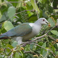 Green Imperial Pigeon-201225-105CANON-FY5R3721-W.jpg