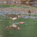 Green Sandpiper-230115-164MSDCF-FYP01694-W.jpg
