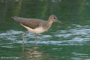 Green Sandpiper-230115-164MSDCF-FYP05618-W.jpg