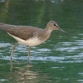 Green Sandpiper-230115-164MSDCF-FYP05618-W.jpg