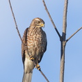 Grey-faced Buzzard-121104-113EOS1D-FYAP4409-W.jpg