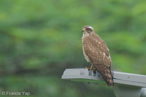 Grey-faced Buzzard-220206-139MSDCF-FRY05989-W.jpg
