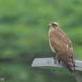 Grey-faced Buzzard-220206-139MSDCF-FRY05989-W.jpg