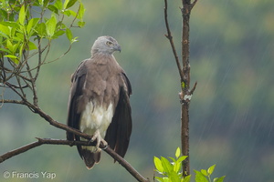 Grey-headed Fish Eagle-170714-112EOS1D-F1X23343-W.jpg