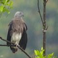 Grey-headed Fish Eagle-170714-112EOS1D-F1X23343-W.jpg