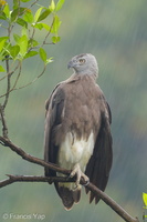 Grey-headed Fish Eagle-170714-112EOS1D-F1X23504-W.jpg