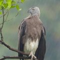 Grey-headed Fish Eagle-170714-112EOS1D-F1X23504-W.jpg