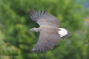 Grey-headed Fish Eagle-200922-100CANON-FY5R3643-W.jpg