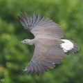 Grey-headed Fish Eagle-200922-100CANON-FY5R3643-W.jpg