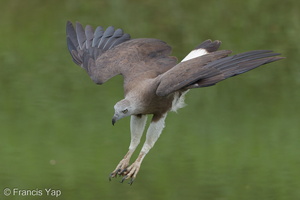 Grey-headed Fish Eagle-201006-103CANON-FY5R4494-W.jpg
