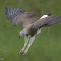 Grey-headed Fish Eagle-201006-103CANON-FY5R4494-W.jpg
