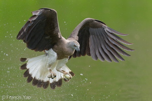 Grey-headed Fish Eagle-240312-219MSDCF-FYP00395-W.jpg