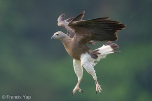 Grey-headed Fish Eagle-240313-219MSDCF-FYP00821-W.jpg