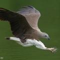 Grey-headed Fish Eagle-240321-220MSDCF-FYP00510-W.jpg
