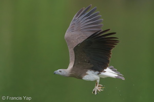 Grey-headed Fish Eagle-240321-220MSDCF-FYP00704-W.jpg