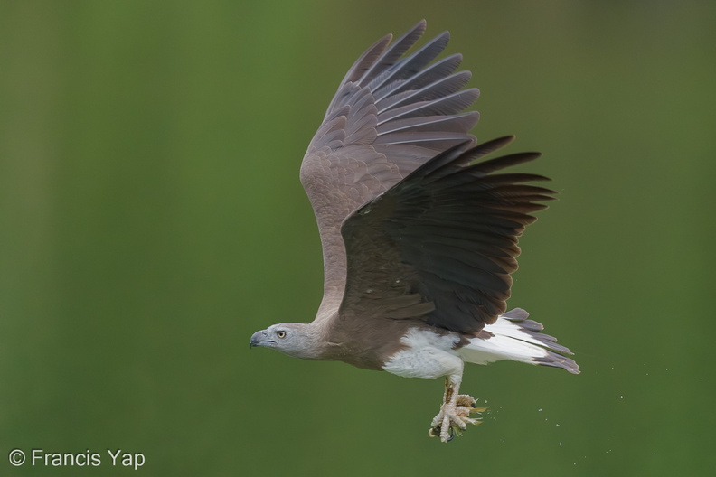 Grey-headed_Fish_Eagle-240321-220MSDCF-FYP00704-W.jpg