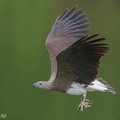 Grey-headed Fish Eagle-240321-220MSDCF-FYP00704-W.jpg