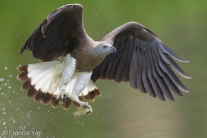 Grey-headed Fish Eagle-240325-220MSDCF-FYP02920-W.jpg