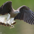 Grey-headed Fish Eagle-240325-220MSDCF-FYP02920-W.jpg