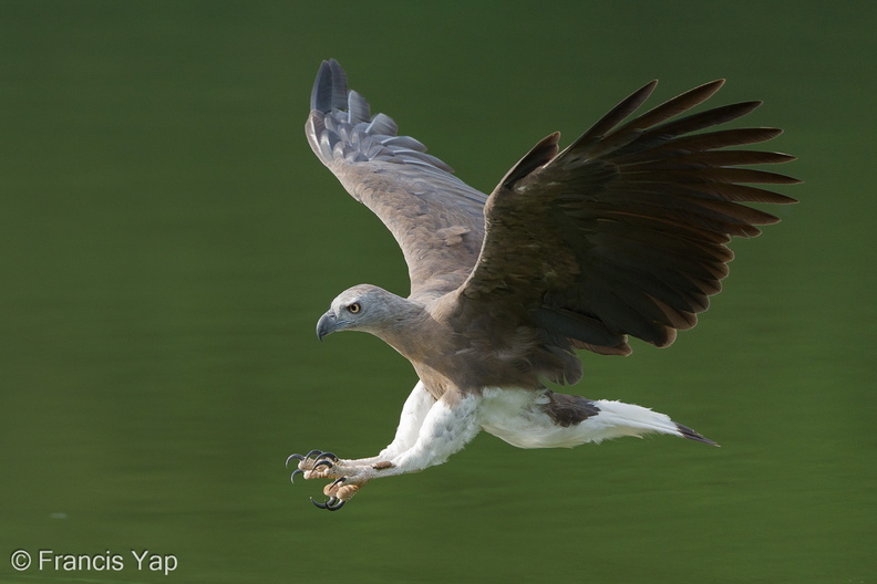 Grey-headed_Fish_Eagle-240521-228MSDCF-FYP08735-W.jpg