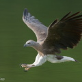 Grey-headed Fish Eagle-240521-228MSDCF-FYP08735-W.jpg