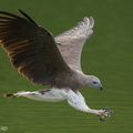 Grey-headed Fish Eagle-240523-228MSDCF-FYP09868-W.jpg