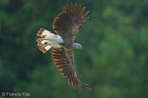 Grey-headed Fish Eagle-250609-110FRYAP-FYA02309-W.jpg