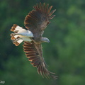 Grey-headed Fish Eagle-250609-110FRYAP-FYA02309-W.jpg