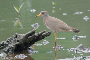 Grey-headed Lapwing-111105-109EOS7D-IMG_1133-W.jpg