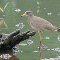 Grey-headed Lapwing-111105-109EOS7D-IMG_1133-W.jpg