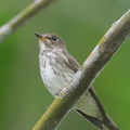 Grey-streaked Flycatcher-211113-128MSDCF-FRY03153-W.jpg