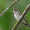 Grey-streaked Flycatcher-211113-128MSDCF-FRY03276-W.jpg