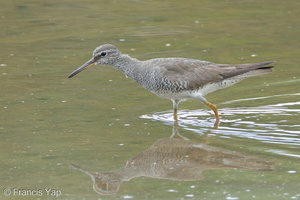 Grey-tailed Tattler-110901-107EOS7D-IMG_5001-W.jpg