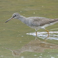 Grey-tailed Tattler-110901-107EOS7D-IMG_5001-W.jpg